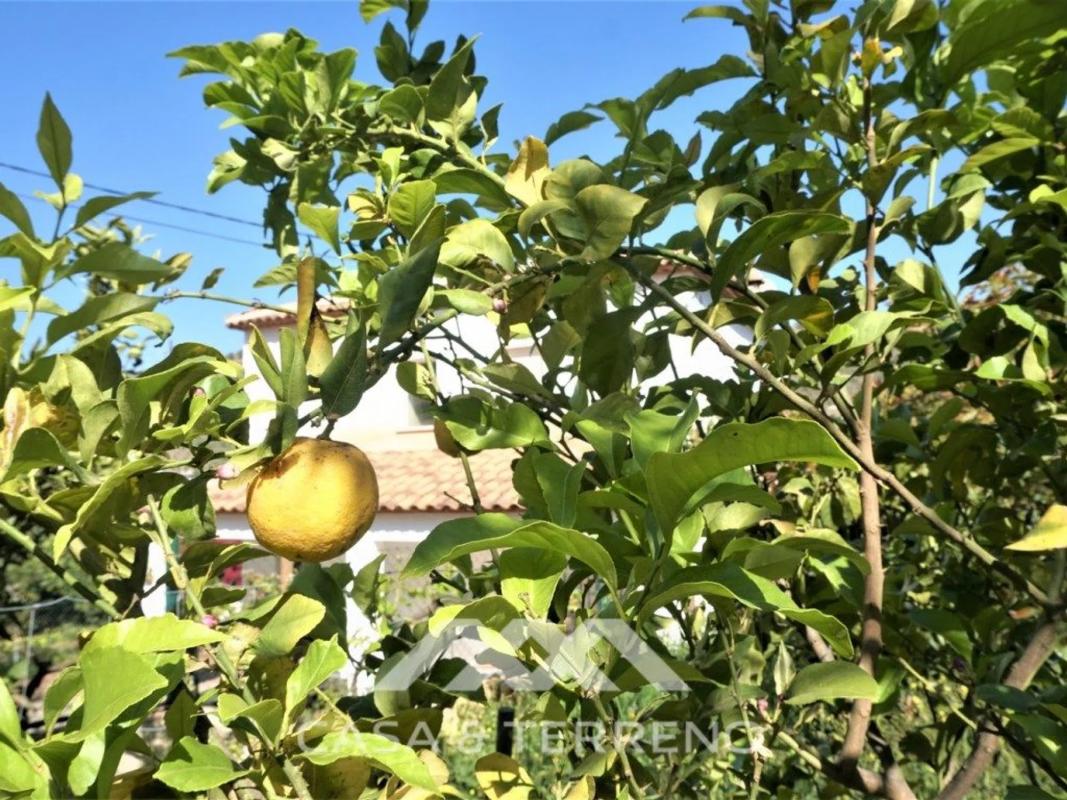 Terreno en venta en Canillas de Aceituno, Malaga photo 3