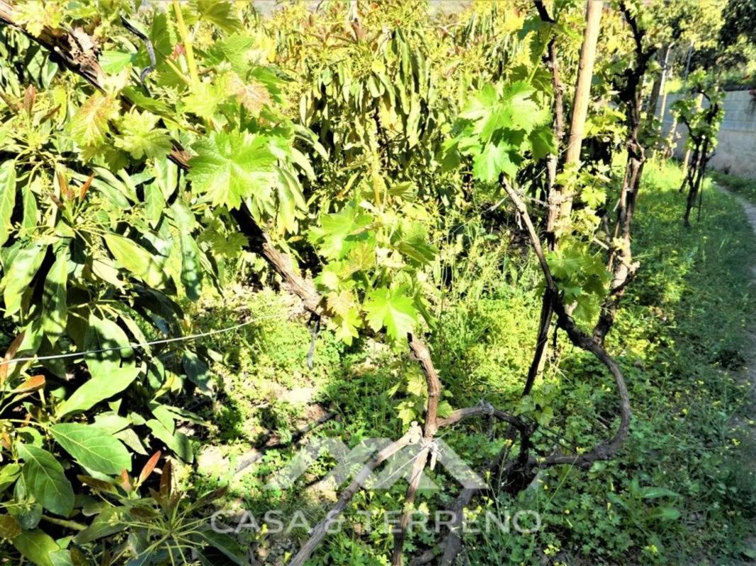 Terreno en venta en Canillas de Aceituno, Malaga photo 5