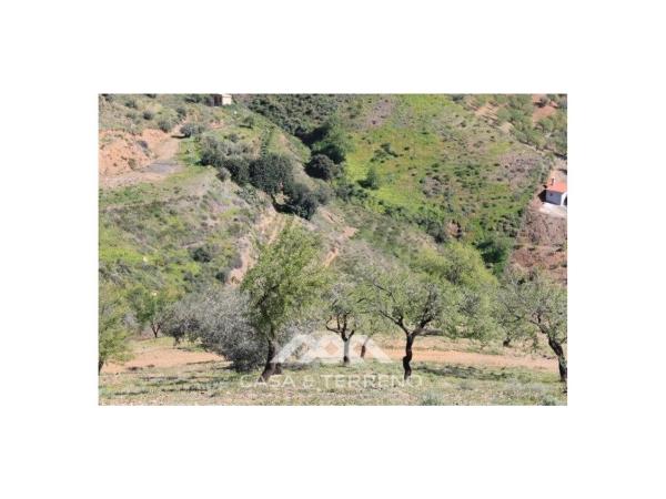 Terreno en El Borge photo 3
