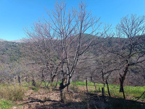 Terreno en camino del Molino s/n Sn photo 4
