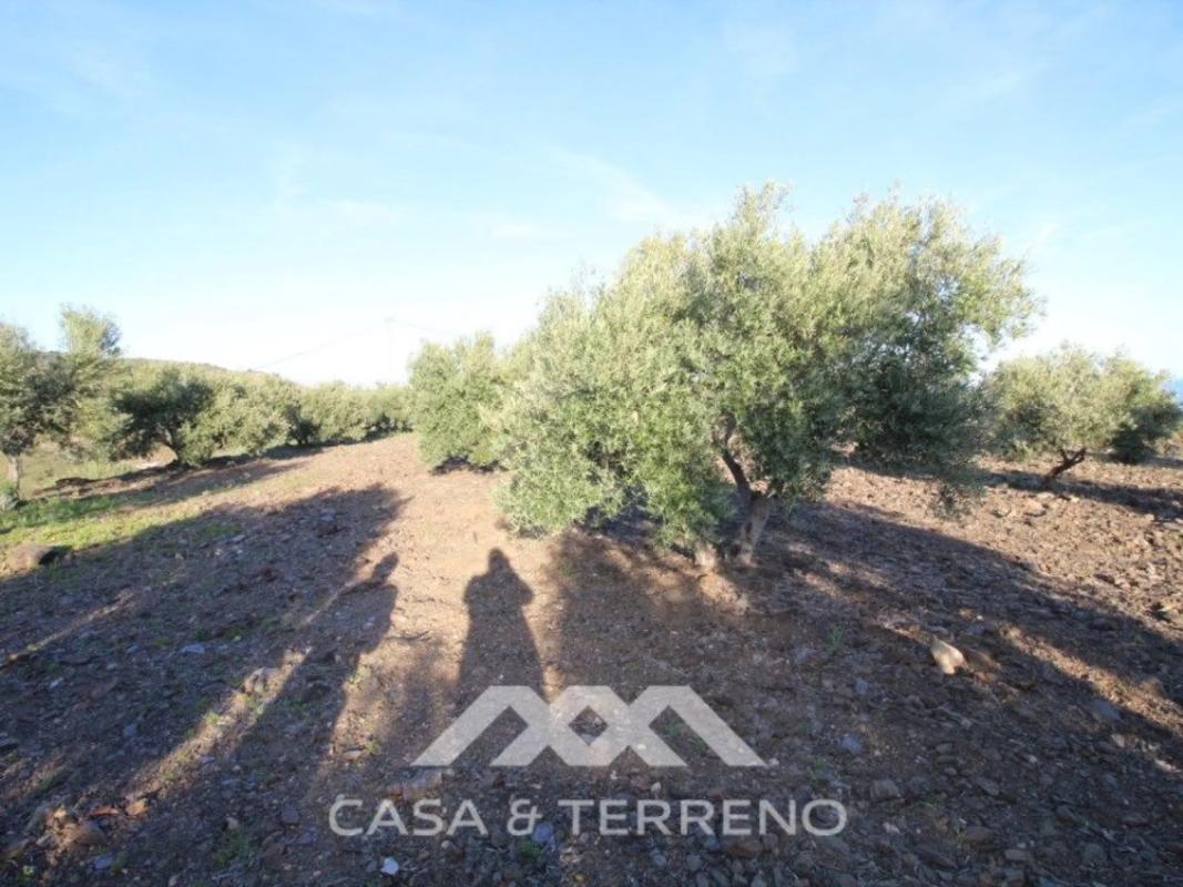 Terreno en venta en Benajarafe, Malaga photo 2