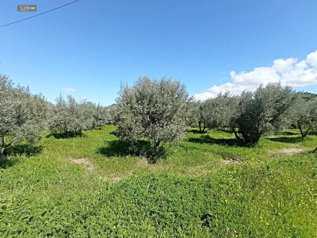 Участок земли на продажу в Малага, Малага photo 4