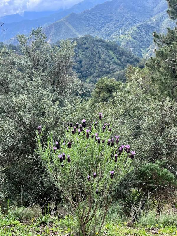 Terreno en venta en Istan, Malaga photo 3