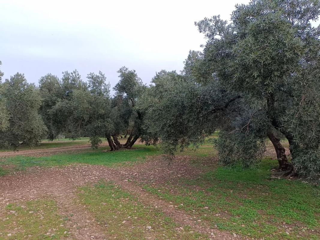 Działka na sprzedaż w Villanueva del Rosario, Malaga photo 1