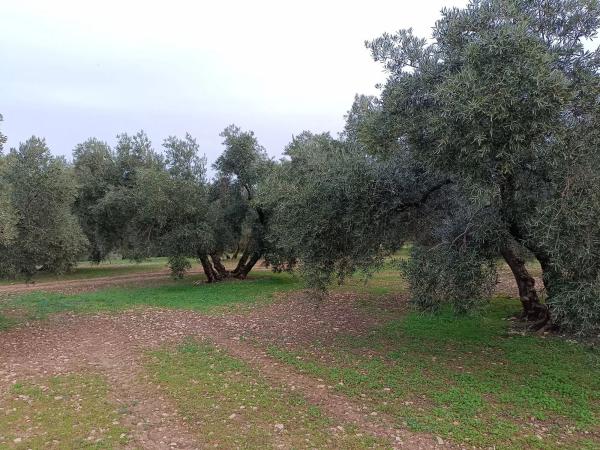 Terreno en camino del Gumeo s/n photo 1