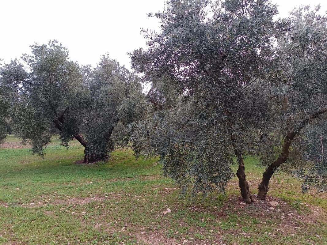 Działka na sprzedaż w Villanueva del Rosario, Malaga photo 3
