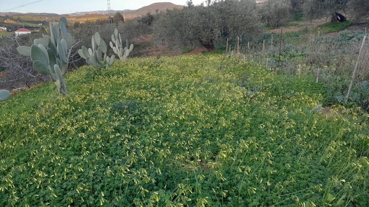 Działka na sprzedaż w Alora, Malaga photo 2
