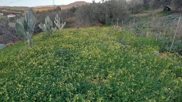 Terreno en Polígono La Molina s/n thumbnail 1