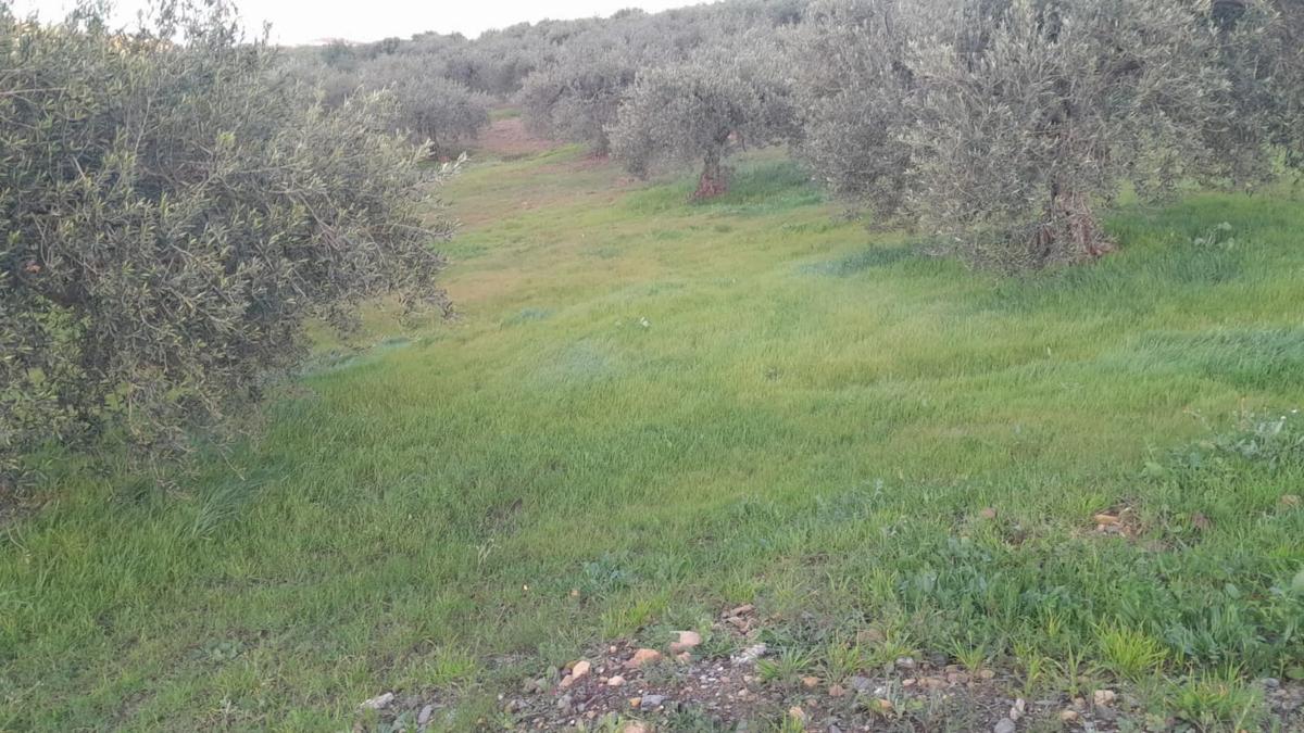 Działka na sprzedaż w Alora, Malaga photo 5