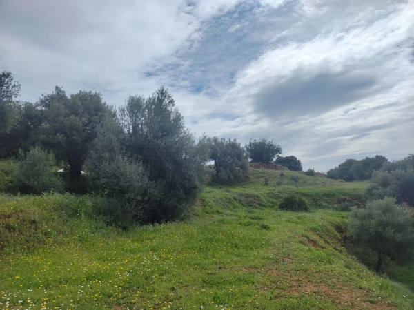 Terreno en calle Araucaria photo 4