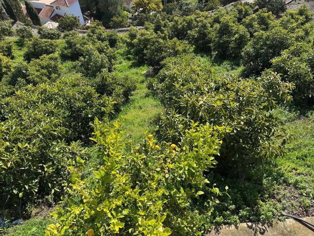 Terreno en venta en Competa, Malaga photo 3