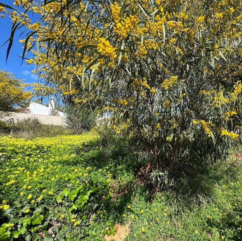 Terreno en venta en Marbella, Malaga photo 2