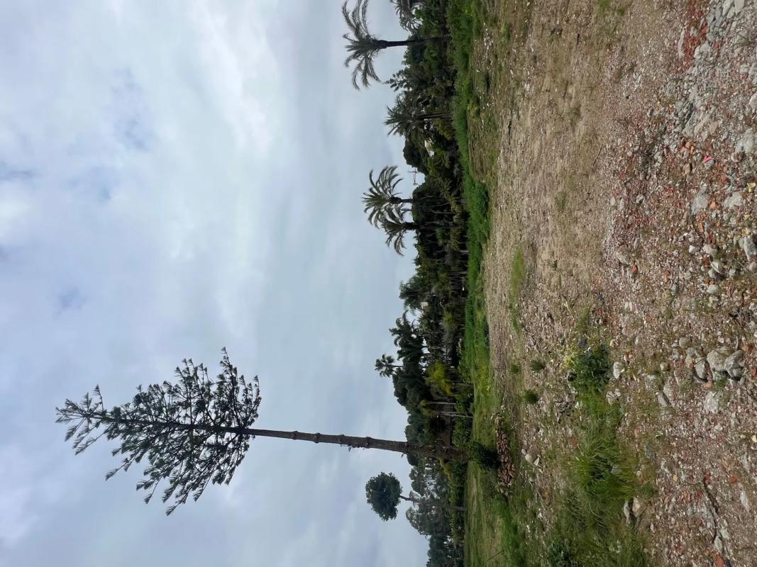 Terreno en venta en Marbella, Malaga photo 4