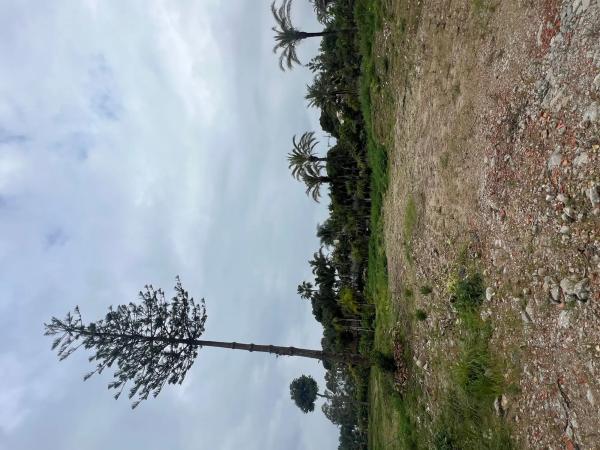 Terreno en calle del Alce s/n photo 4