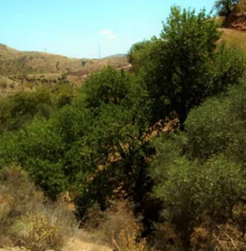 Terreno en venta en Cártama, Malaga photo 1
