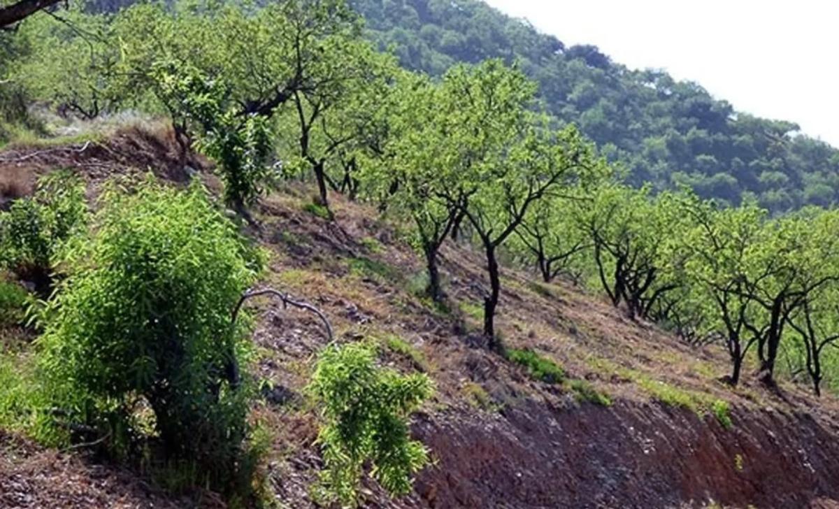 Land for sale in Comares, Malaga photo 1