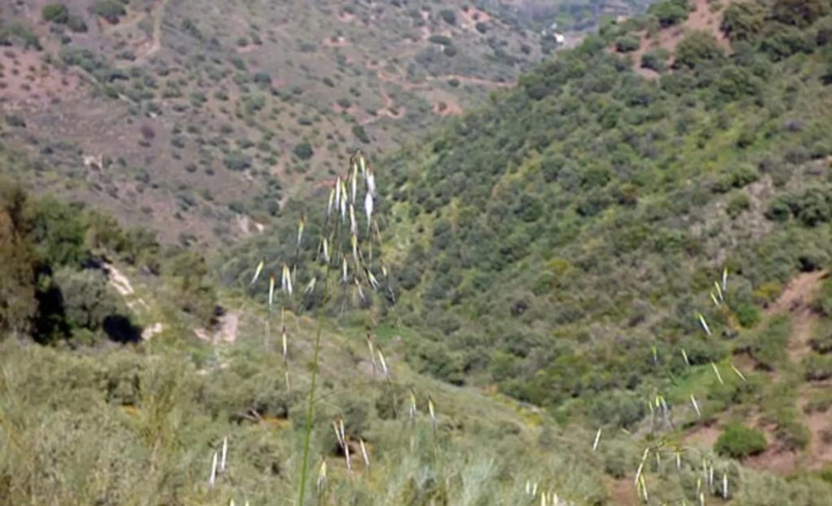 Land for sale in Comares, Malaga photo 2