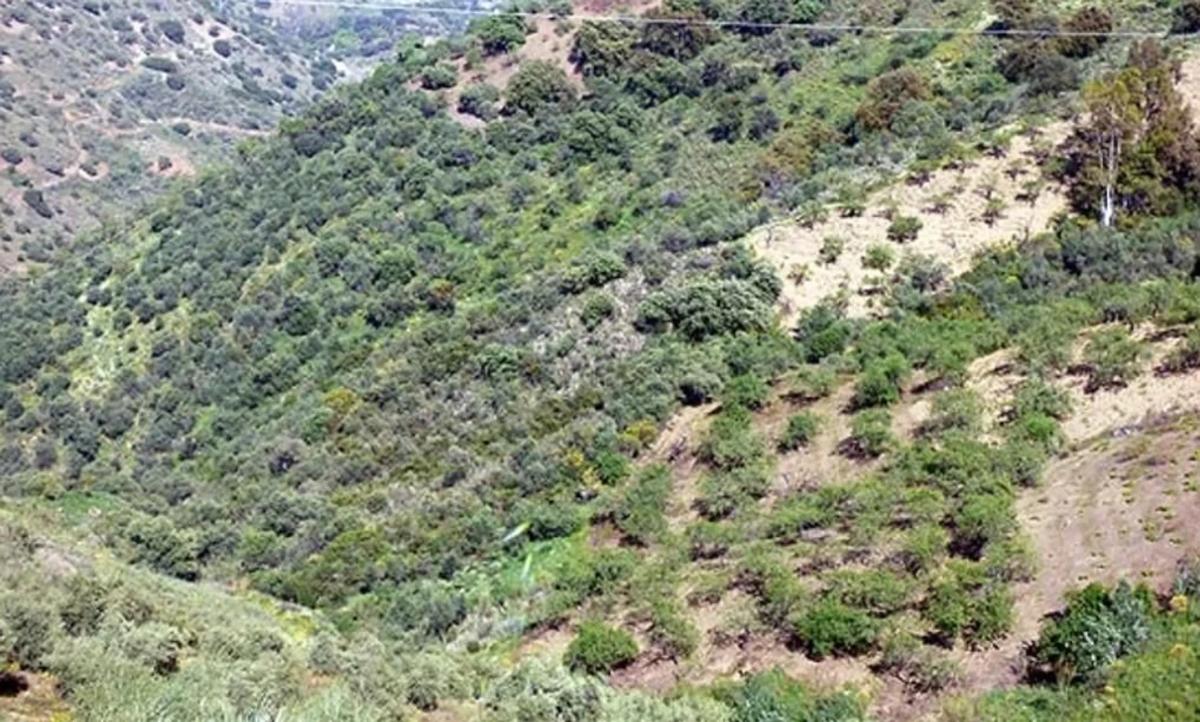 Land for sale in Comares, Malaga photo 3