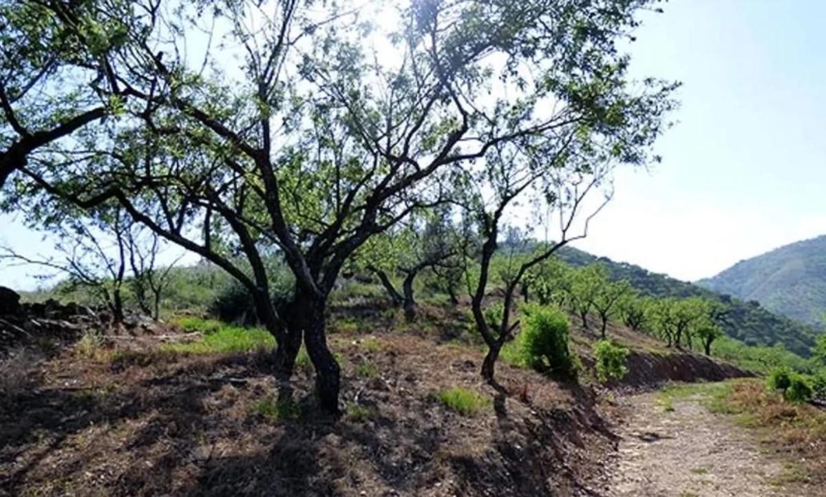 Land for sale in Comares, Malaga photo 4