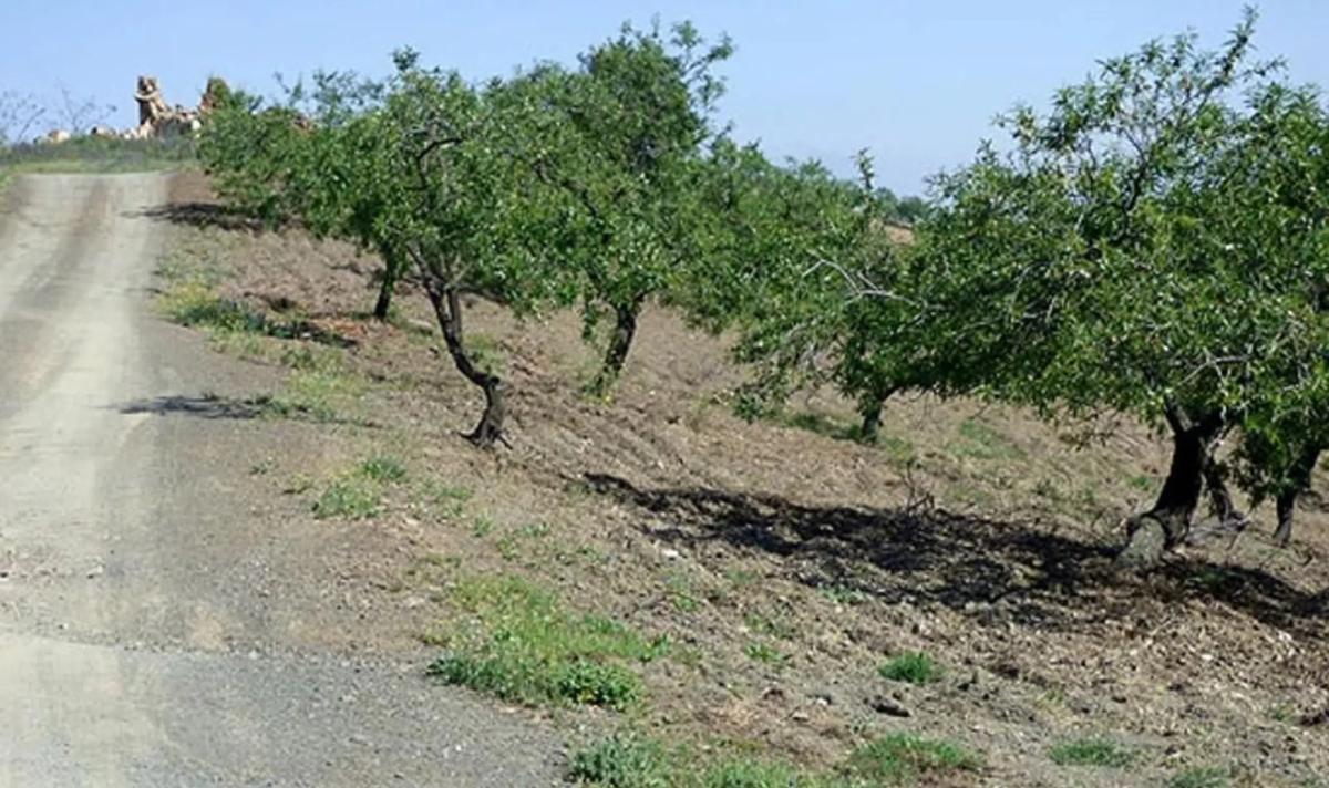 Land for sale in Comares, Malaga photo 5