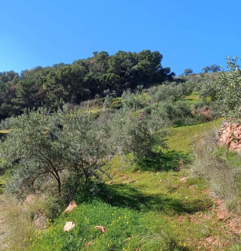 Terreno en venta en Tolox, Malaga photo 2
