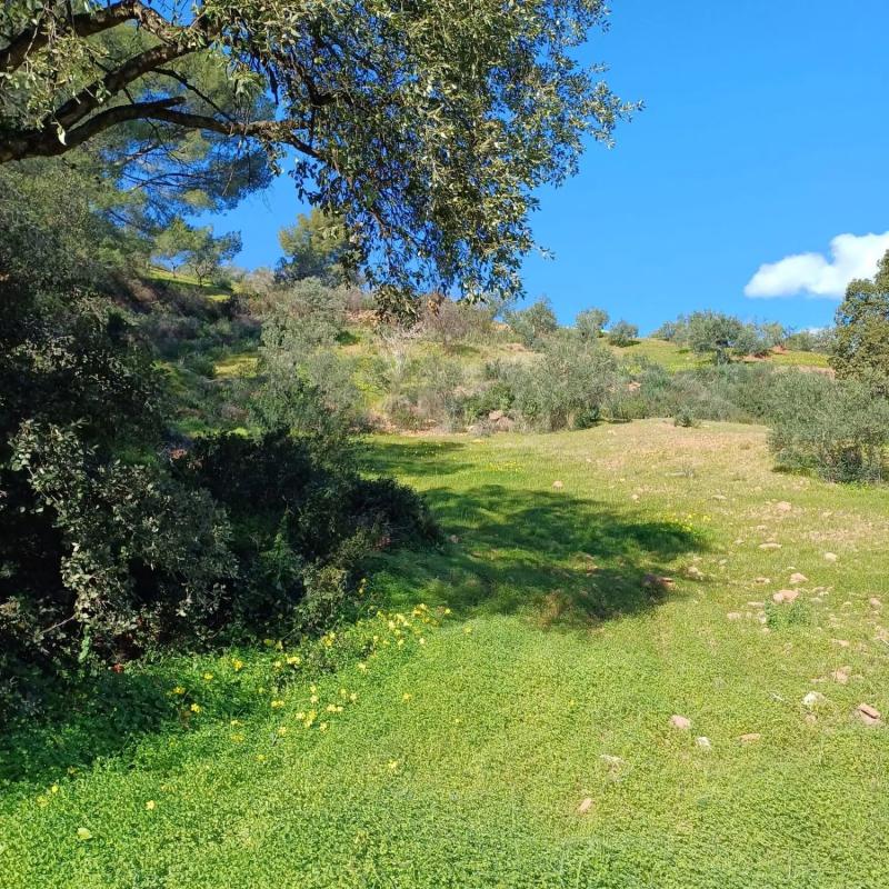 Terreno en venta en Tolox, Malaga photo 3