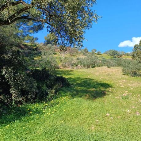 Terreno en Tolox photo 3