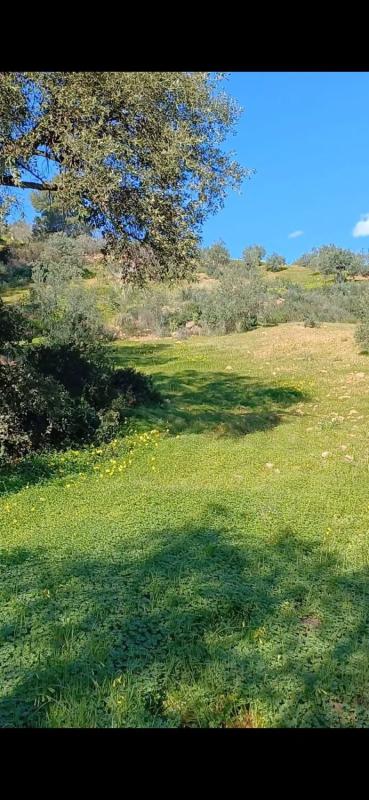 Terreno en venta en Tolox, Malaga photo 4