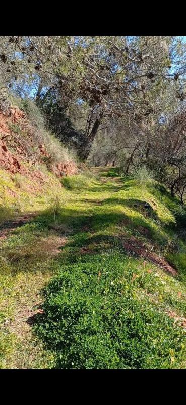 Terreno en venta en Tolox, Malaga photo 5