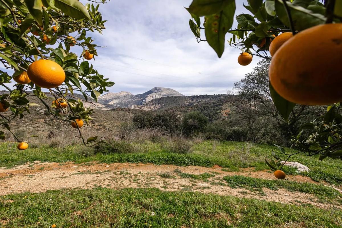 Terreno en venta en Ardales, Malaga photo 3