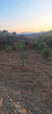 Terreno en paraje de buenavista s/n sn thumbnail 1