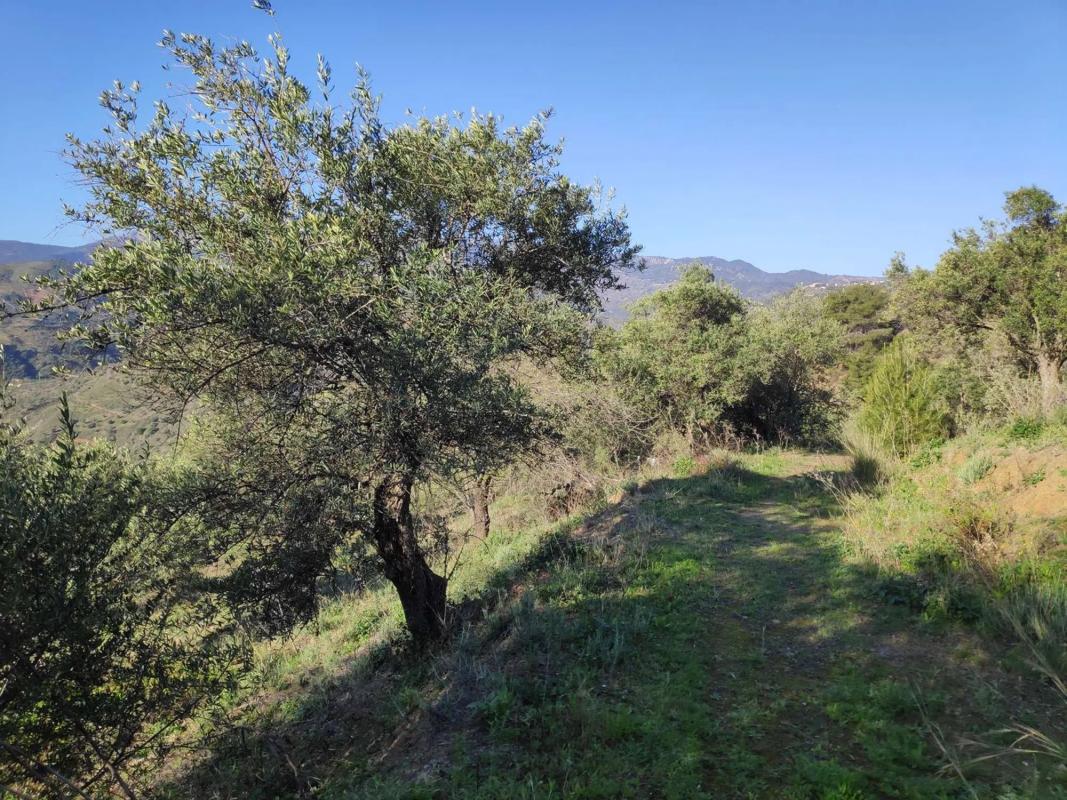 Terreno en venta en Alozaina, Malaga photo 2