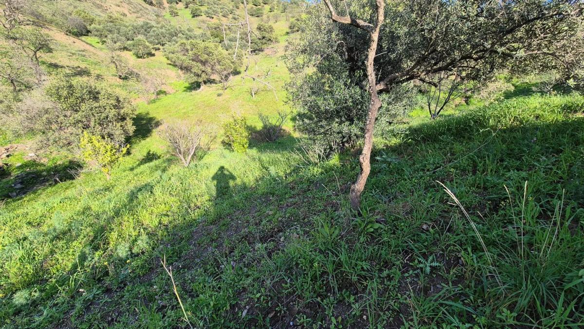 Land for sale in Alora, Malaga photo 2