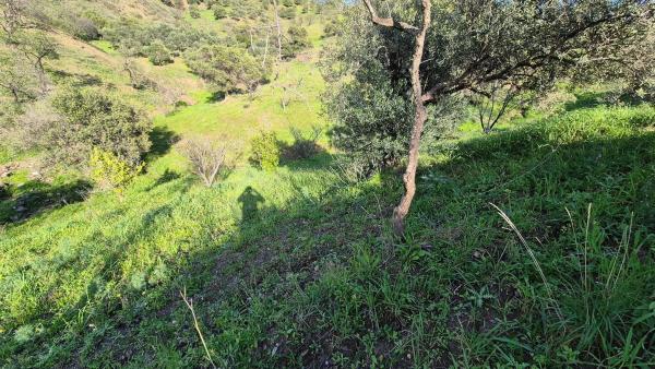 Terreno en Alora photo 2