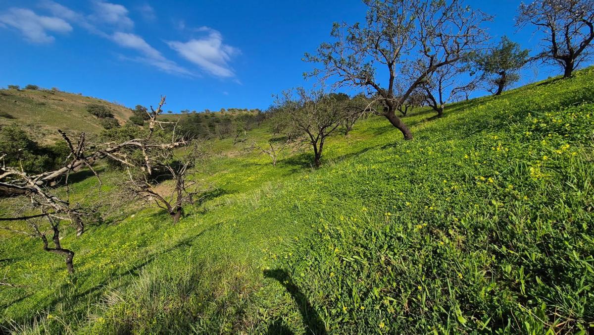 Land for sale in Alora, Malaga photo 3