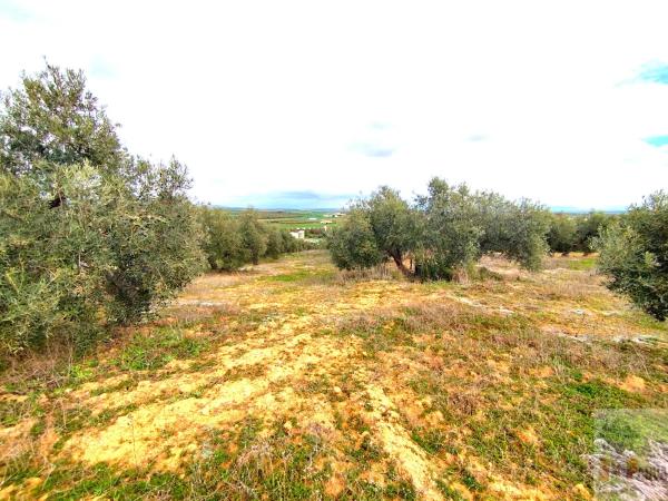 Terreno en Campillos photo 3