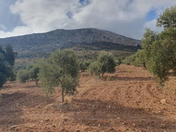 Terreno en A-343, km 4 photo 4