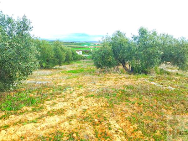 Terreno en Campillos photo 4