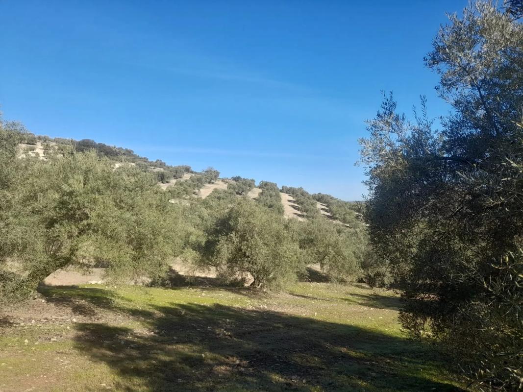 Terreno en venta en Villanueva de Algaidas, Malaga photo 1
