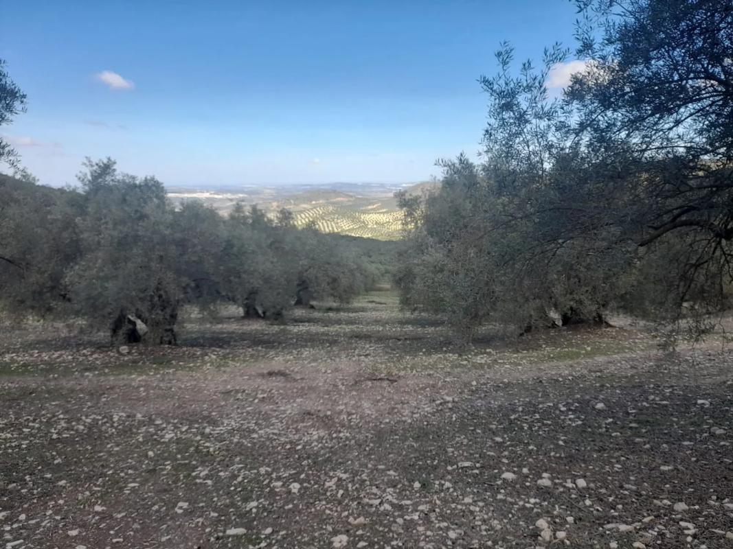 Terreno en venta en Villanueva de Algaidas, Malaga photo 2