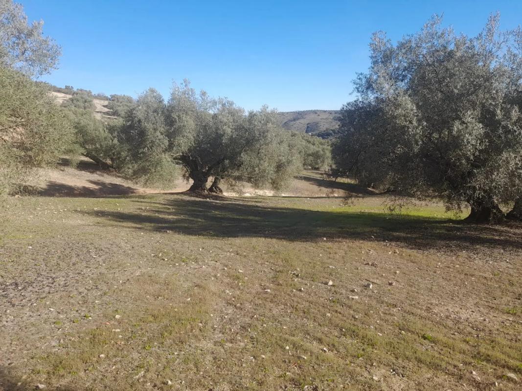 Terreno en venta en Villanueva de Algaidas, Malaga photo 3