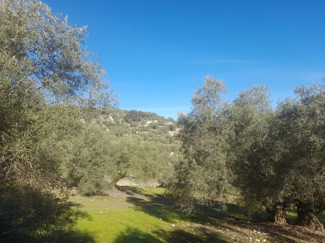 Terreno en venta en Villanueva de Algaidas, Malaga photo 4
