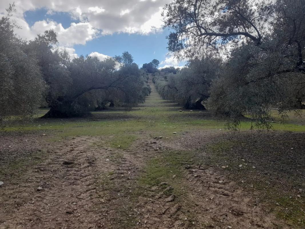 Terreno en venta en Villanueva de Algaidas, Malaga photo 5