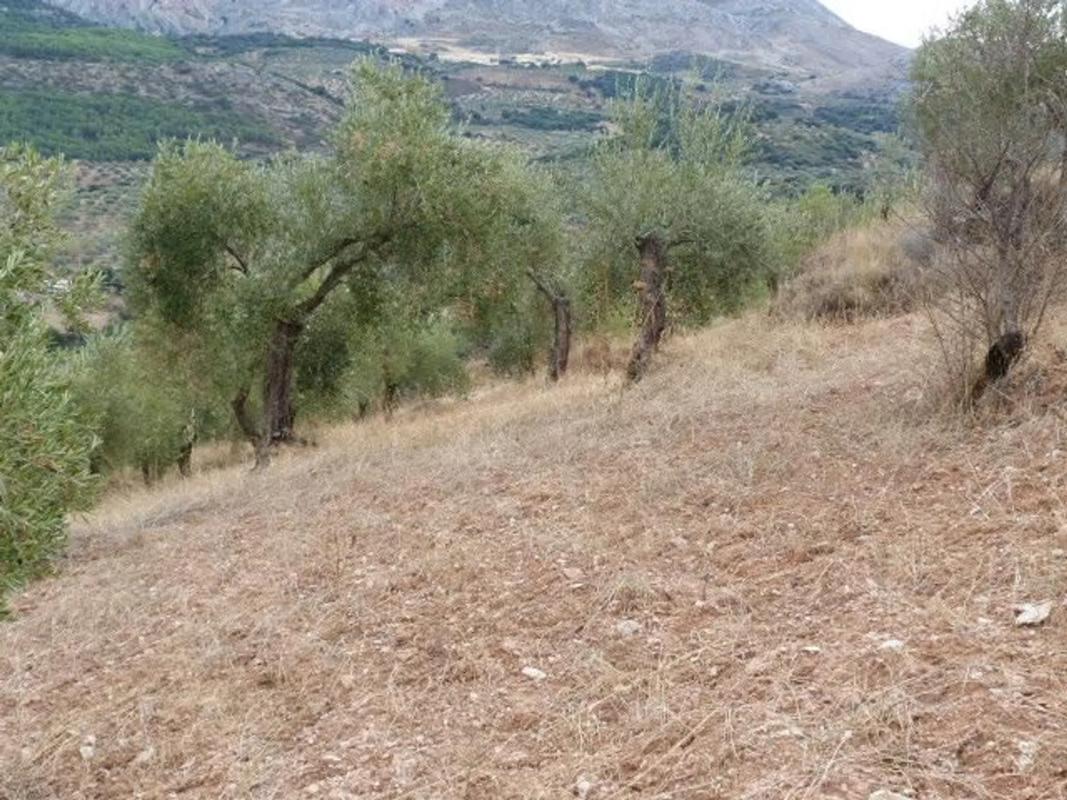 Land for sale in El Burgo, Malaga photo 2