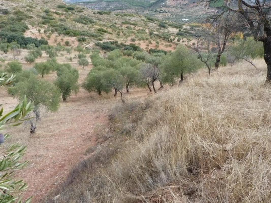 Land for sale in El Burgo, Malaga photo 5