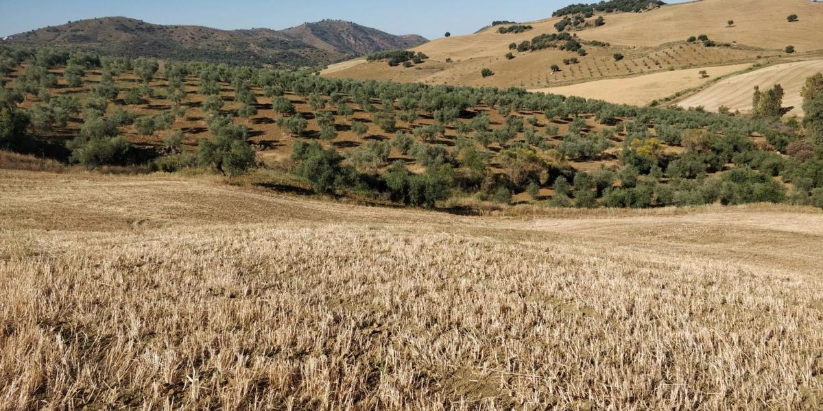 Участок земли на продажу в Вильянуэва-де-ла-Консепсьон, Малага photo 3