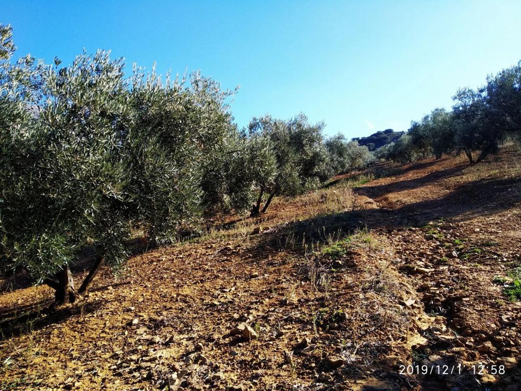 Terreno en venta en Periana, Malaga photo 3