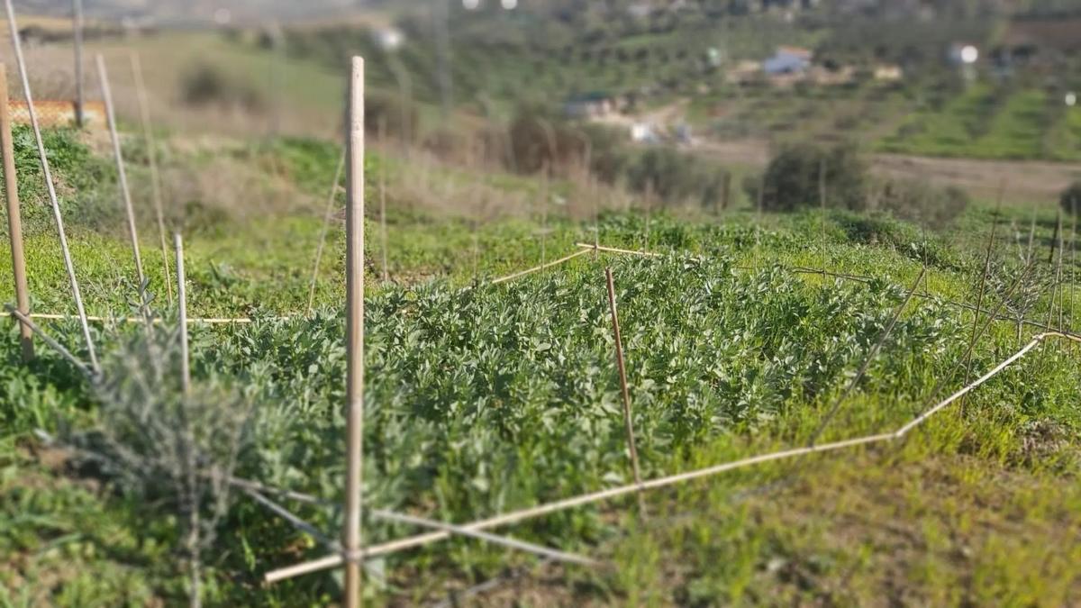 Terreno en venta en Almogía, Malaga photo 1