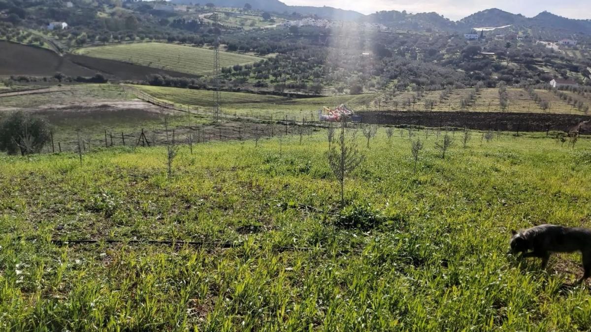 Terreno en venta en Almogía, Malaga photo 2