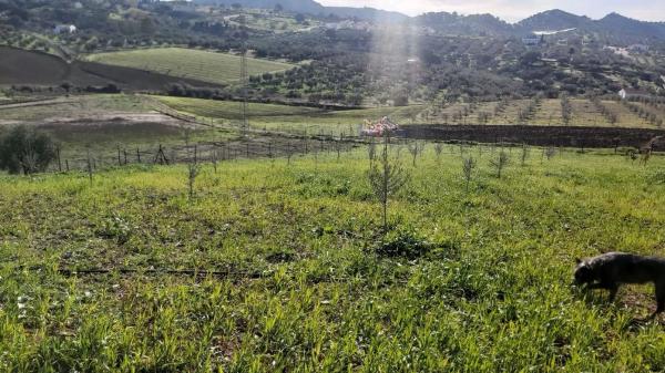 Terreno en Almogía photo 2